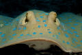   Bluespotted ribbontail ray  